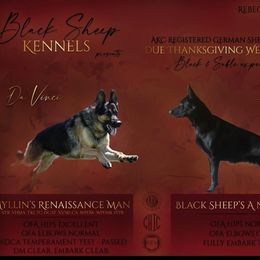 German Shepherd puppies from Black Sheep German Shepherds