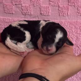Pepper - Black and white female Bernedoodle puppy in Longmont, Colorado from Colorado Miniature Bernedoodle Puppies