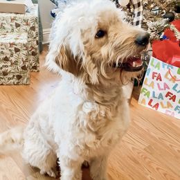 Sadie - Goldendoodle