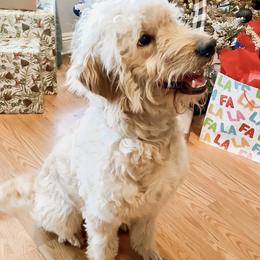 Sadie - Goldendoodle