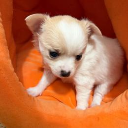 Tammy - Fawn and white female Chihuahua puppy in Amity, Pennsylvania from Rhoda and Verna