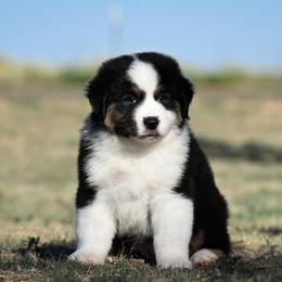 Angus - Black & white male Miniature American Shepherd puppy in Snyder, Texas from RLA Miniature American Shepherds