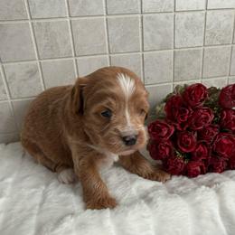 Ana - Apricot female Cavapoo puppy in South Jordan, Utah from Simply Sweet Paws. LLC