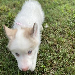 Siberian Husky Puppies from Vixen Siberians