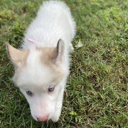 Siberian Husky Puppies from Vixen Siberians