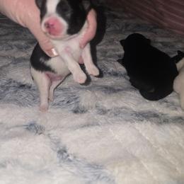 Moby - Black and tan parti male Pomeranian puppy in Angleton, Texas from Pomeranian Palace, LLC