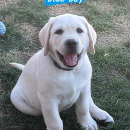 Labrador Retriever Puppies from Bougue Labradors