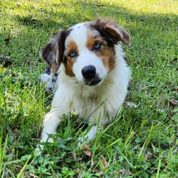 Winnie 💙 - Australian Shepherd