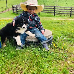 Australian Shepherd and Pembroke Welsh Corgi Puppies from Morehead Family Dogs
