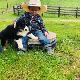Australian Shepherd and Pembroke Welsh Corgi Puppies from Morehead Family Dogs