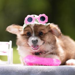 Pink Collar -FLUFFY - Sable female Pembroke Welsh Corgi puppy in Terrell, Texas from Brynwood Pembroke Welsh Corgis