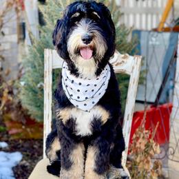 Lulu - Bernedoodle