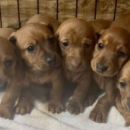 Dachshund Puppies from Adorable Mini Dachshund Breeder