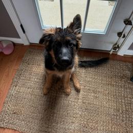 German Shepherd All Grown Up from Mächtiger Barkerheim German Shepherds