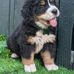 Bernese Mountain Dog Puppies from Acorn Hill Bernese