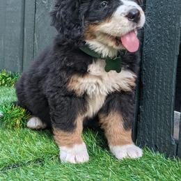 Bernese Mountain Dog Puppies from Acorn Hill Bernese