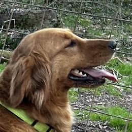 Jexi - Golden Retriever