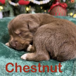 Chestnut - Red tri-color male Australian Shepherd puppy in Shepherdsville, Kentucky from Annie's Aussies