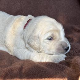 Red Boy - Light golden male Golden Retriever puppy in Scio, Oregon from Stackhouse Family Farm