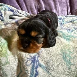 Nera - Black and tan female Cavalier King Charles Spaniel puppy in Fairmount, Indiana from Dream Maker Cavaliers