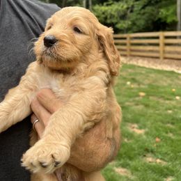 Goldendoodle Puppies from Ellie's Goldendoodles