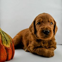 Red Collar Male- Hickory - Red  male Goldendoodle puppy in Monroe, North Carolina from Doodle Darlings