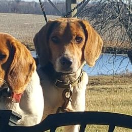 Henry - Beagle