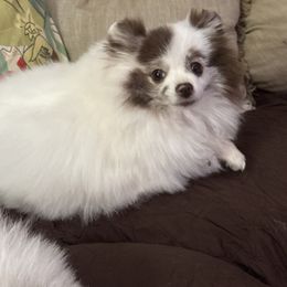 Poppy - Chocolate merle female Pomeranian puppy in Bourbonnais, Illinois from T & D Poms