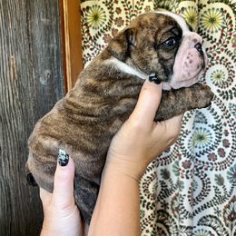 Bulldog Puppies from Farm Strong Bulldogs