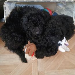 Poodle All Grown Up from Poodles