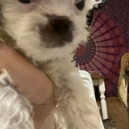 Companion Cross Puppies from Puppies Full of Love