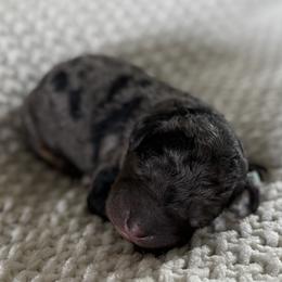 Female No. 2 Phantom Merle Abstract - Merle female Bernedoodle puppy in Modesto, California from Central Valley Canine Companions