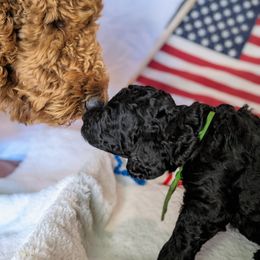 Poodle Puppies from Future Pioneers Farming