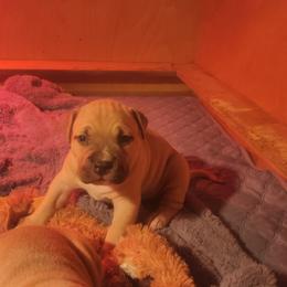 Male - Fawn male American Pit Bull Terrier puppy in Gambrills, Maryland from Kaotic APBTs