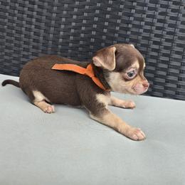 Rusty - Chocolate and tan male Chihuahua puppy in Plainfield, Indiana from Abby's Pampered Pooches