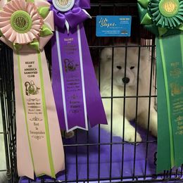 Samoyed Puppies from Velvet Sky