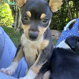 Rat Terrier Puppies from Haiku Rat Terriers