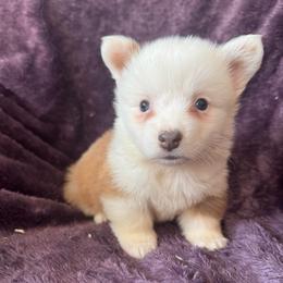 Jasper (fluffy) - Fawn and white male American Corgi puppy in East Oakdale, California from Rhettro Kennels