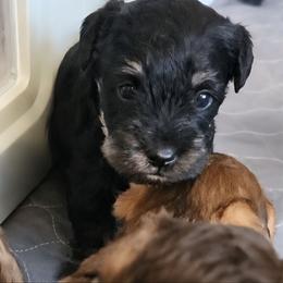 Jaicy - Black and silver female Miniature Schnauzer puppy in Ferndale, Washington from Blackhorse Schnauzers Washington state