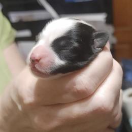 Domino - White and black male Papillon puppy in Frostproof, Florida from Longwing Kennel