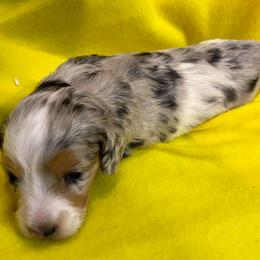 PACO AKC SOFT WIRED LONG HAIRED - Dapple male Dachshund puppy in Elizabethtown, Kentucky from Teeny Tiny Puppy Tails