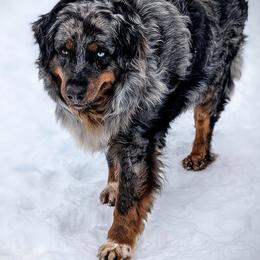 Leva - Australian Shepherd