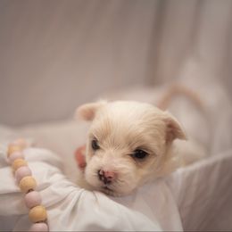 Journey - White female Morkie puppy in Waldron, Arkansas from Kay’s Cutie Poos