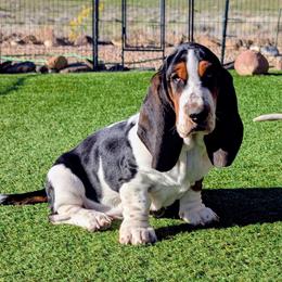 Charles- Orange Collar - Black brown and white male Basset Hound puppy in Duchesne, Utah from HI Desert Hounds