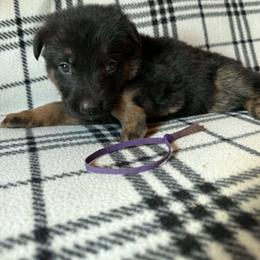 Purple - Bi-color female German Shepherd puppy in Osage, Minnesota from Catensrud