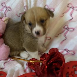 Girl 4 - Red female Pembroke Welsh Corgi puppy in Tucson, Arizona from Sierrita Mountain Corgis