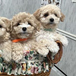 Maltipoos from Morris Maltipoo Moments