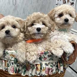 Maltipoos from Morris Maltipoo Moments