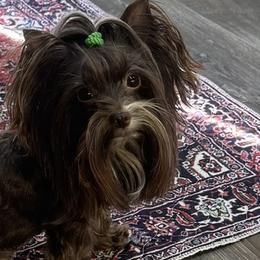 Kali Jo - Yorkshire Terrier