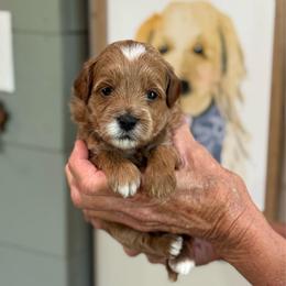 Garlic - Red  female Goldendoodle puppy in Wharton, Texas from Little Fur Friends